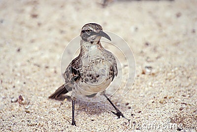 Hood mockingbird, Galapagos Islands, Ecuador Stock Photo