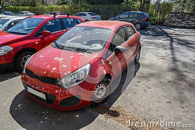 Hood and windshield of red car smudged by bird dropping and birch tree farina Stock Photo