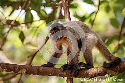 Hooded Capuchin on a tree branch, Bom Jardim, Mato Grosso, Brazil Stock Photo