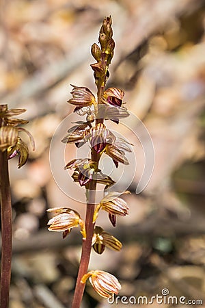 Hooded coralroot Corallorhiza striata blooming in the forests of San Francisco bay, California Stock Photo