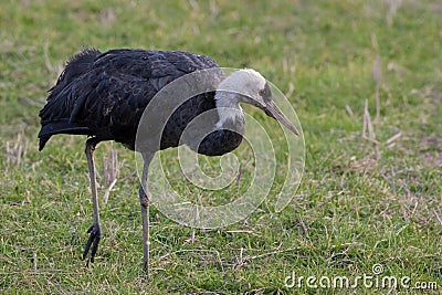 Hooded Crane Stock Photo