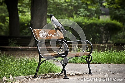Hooded Crow on a bench Stock Photo