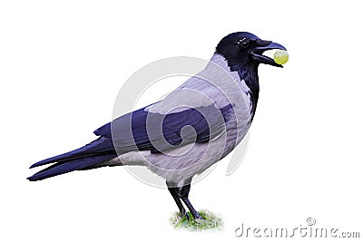 Hooded Crow (Corvus Cornix) holding grape. Stock Photo