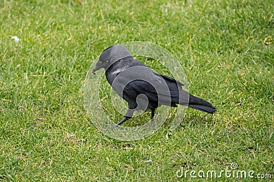 Hooded Crow / Corvus cornix portrait hunting for insects in grass Stock Photo