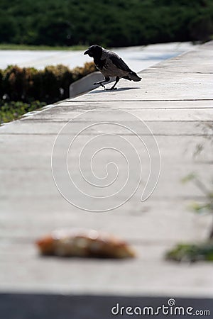 Hooded crow Corvus cornix walking to a piece of pizza Stock Photo