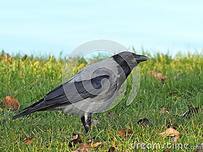 Hooded crow on the grass Stock Photo