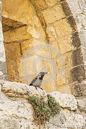 Hooded Crow Perched on Inward Flare of Jerusalem Wall Loophole Stock Photo