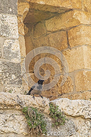 Hooded Crow on Inward Flare of Jerusalem Wall Loophole Stock Photo