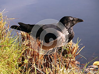 Hooded crow on the lake shore Stock Photo