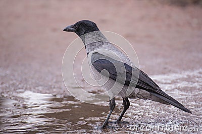 Hooded crow Stock Photo