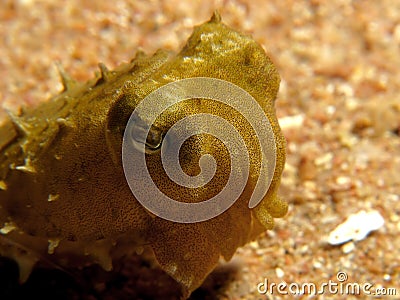 Hooded Cuttlefish Stock Photo