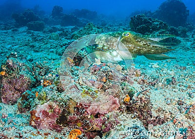 Hooded Cuttlefish on a coral reef Stock Photo