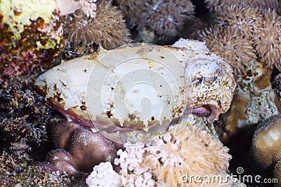 Hooded cuttlefish at night Stock Photo