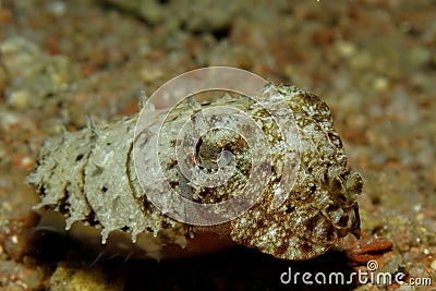 Hooded Cuttlefish Sepia prashadi. Stock Photo