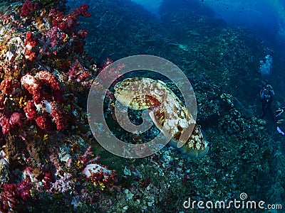 Hooded Cuttlefish Stock Photo