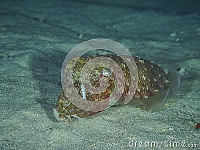 Hooded Cuttlefish Stock Photo