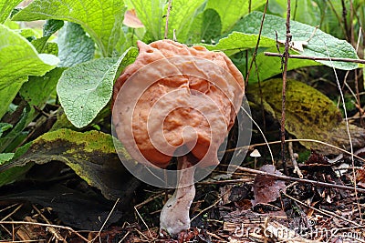 Hooded false morel or the elfin saddle - inedible fungus Stock Photo