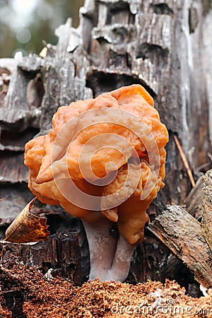 Hooded false morel or the elfin saddle - inedible fungus Stock Photo