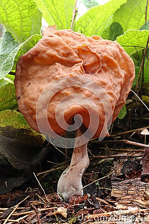 Hooded false morel or the elfin saddle - inedible fungus Stock Photo