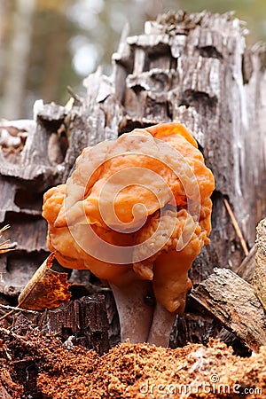 Hooded false morel or the elfin saddle - inedible fungus Stock Photo