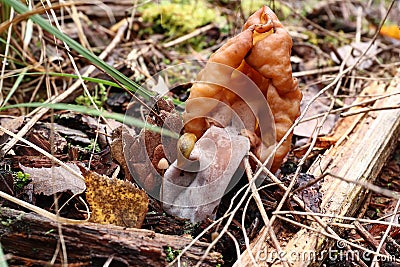 Hooded false morel or the elfin saddle - inedible fungus Stock Photo