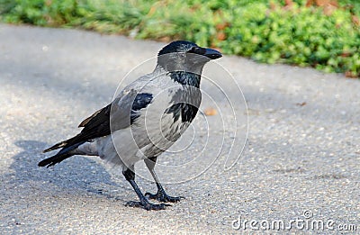 Hooded grey crow Stock Photo