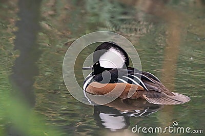 Hooded Merganser duck & x28;Lophodytes cucullatus Stock Photo