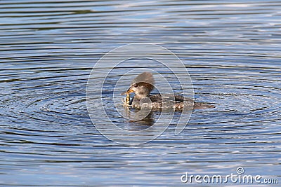 Hooded Merganser female lophodytes culcullatus Stock Photo