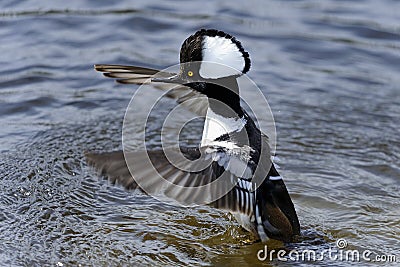 Hooded merganser, lophodytes cucullatus Stock Photo