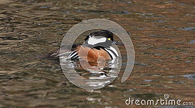 Male Hooded Merganser on the pond Stock Photo