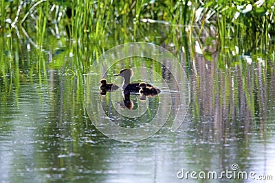 Hooded Mergansers Hen and Ducklings Swim 807359 Stock Photo