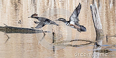 Flying Hooded Mergansers Stock Photo