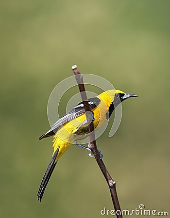 Hooded Oriole Stock Photo