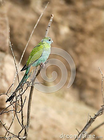 Hooded Parrot Stock Photo