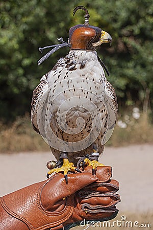 Hooded Peregrine Falcon sits on the leather falconer glove Stock Photo