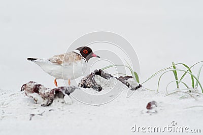 Hooded Plover - Thinornis cucullatus small shorebird - wader -on the sandy beach of Australia, Tasmania Stock Photo