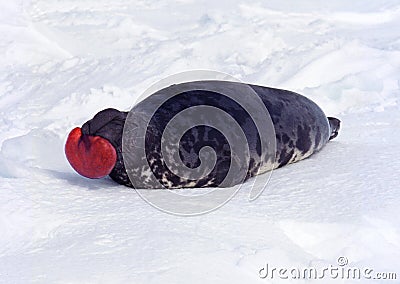 Hooded Seal, cystophora cristata, Male standing on Ice Floe, The hood and membrane are used for aggression display when threatened Stock Photo