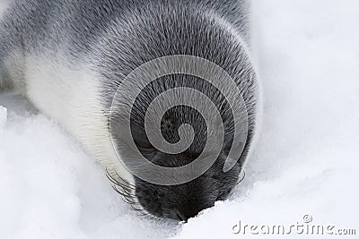 Hooded seal pup Stock Photo