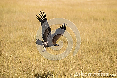 Hooded vulture in flight Stock Photo