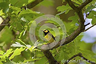 Hooded Warbler 807930 Stock Photo