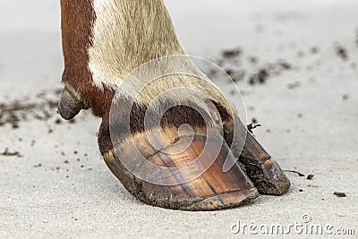 Hoof of a dairy cow standing on a path, red and white fur Stock Photo