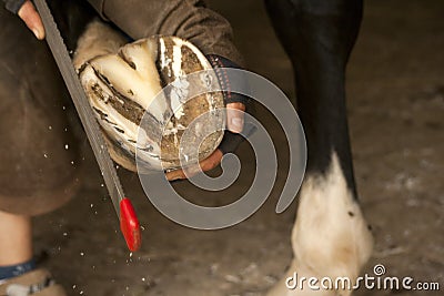 Hoofcare at horses foot, farrier at work on a barefoot horse Stock Photo