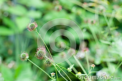 Hook shaped green seeds of a wood avens Stock Photo