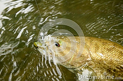 Hooked bass being reeled in swimming underwater Stock Photo