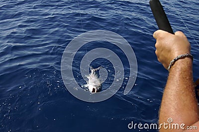 Hooked fish Stock Photo