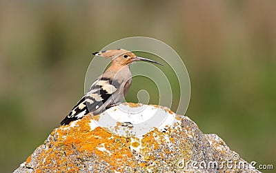 Hoopoe Stock Photo