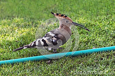 Hoopoe Duchifat Upupa Epops Bird Eating a Grub next to a Water Hose Stock Photo