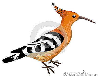 Hoopoe Vector Illustration