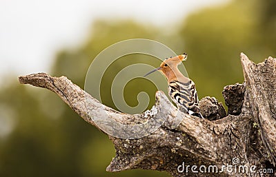 Hoopoe perching on olive Tree trunk Stock Photo