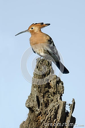 Hoopoe, Upupa epops, in Serengeti National Park Stock Photo